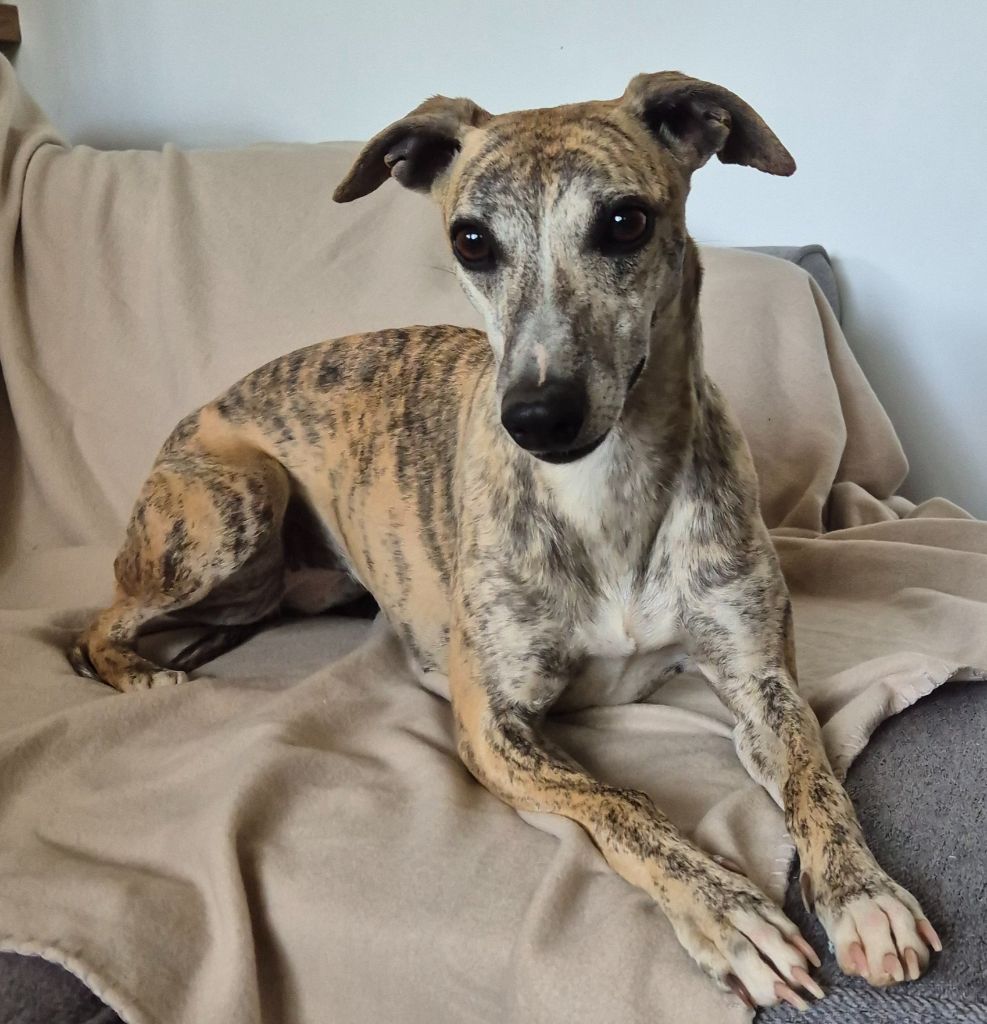 Du Domaine De Tinuchka - Chiots disponibles - Whippet