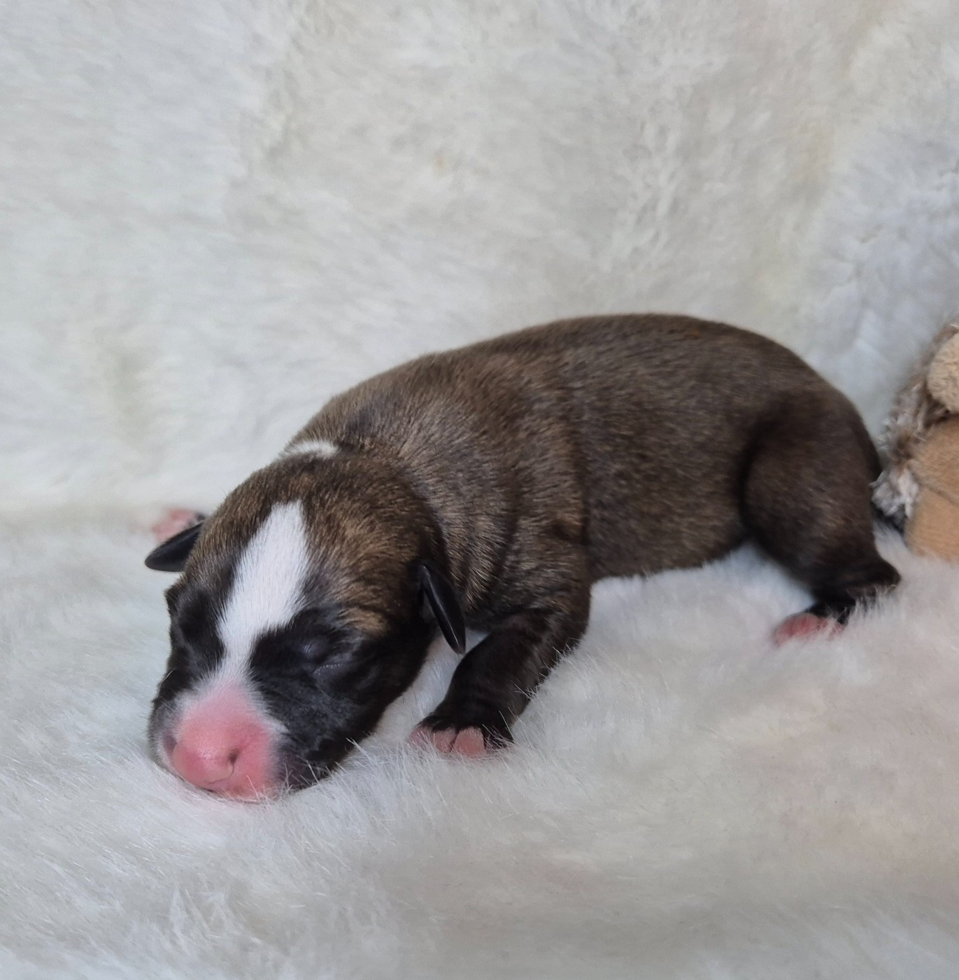 Du Domaine De Tinuchka - Chiots disponibles - Whippet