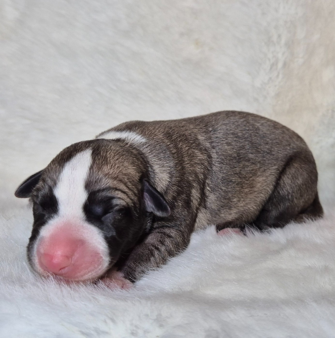 Du Domaine De Tinuchka - Chiots disponibles - Whippet