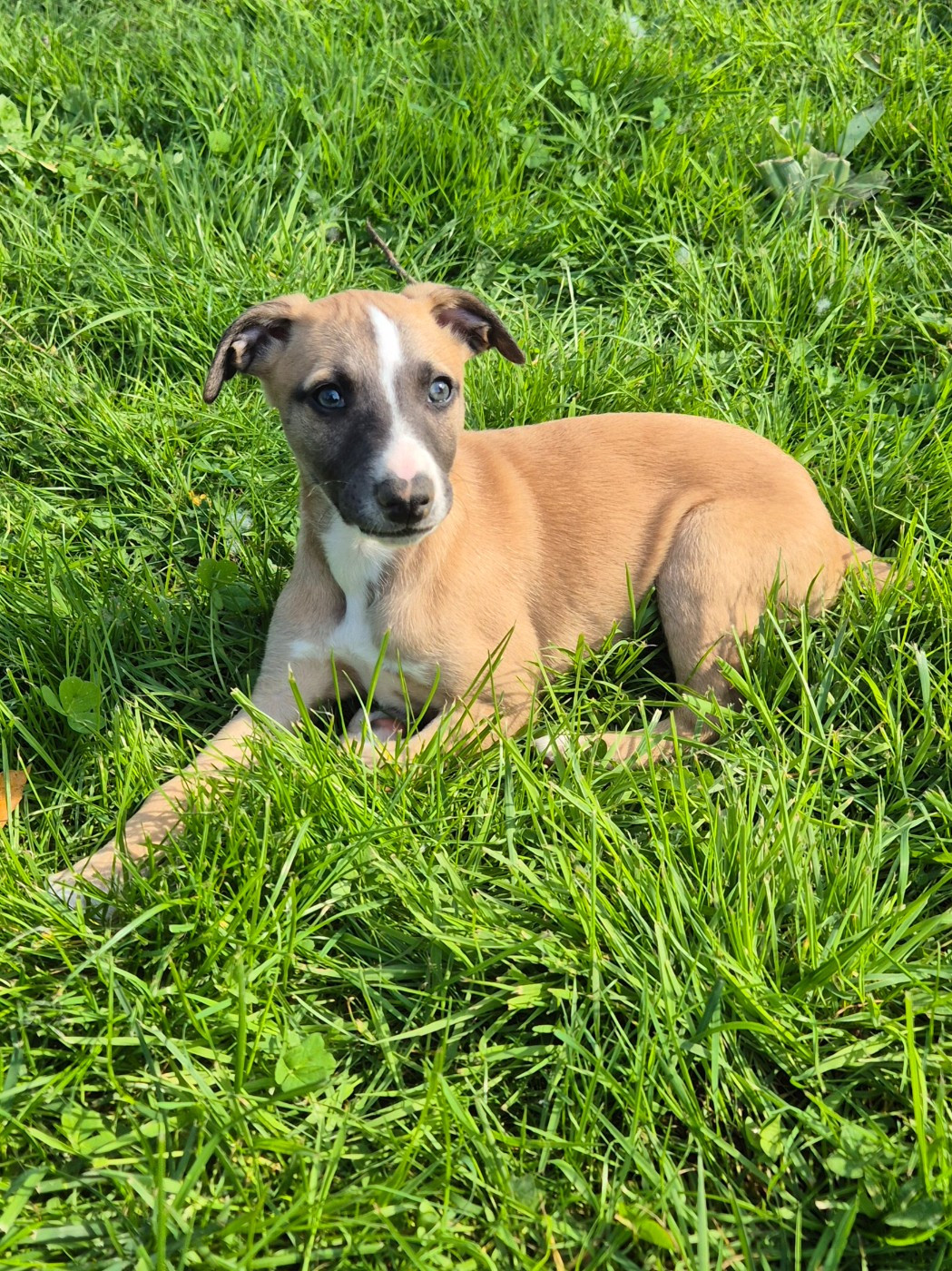 Du Domaine De Tinuchka - Chiots disponibles - Whippet