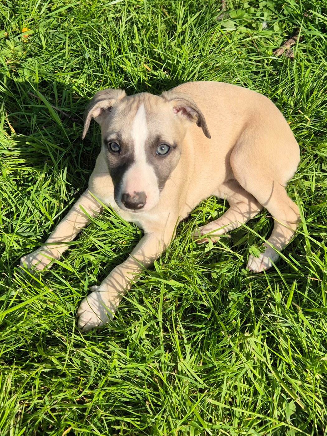 Du Domaine De Tinuchka - Chiots disponibles - Whippet