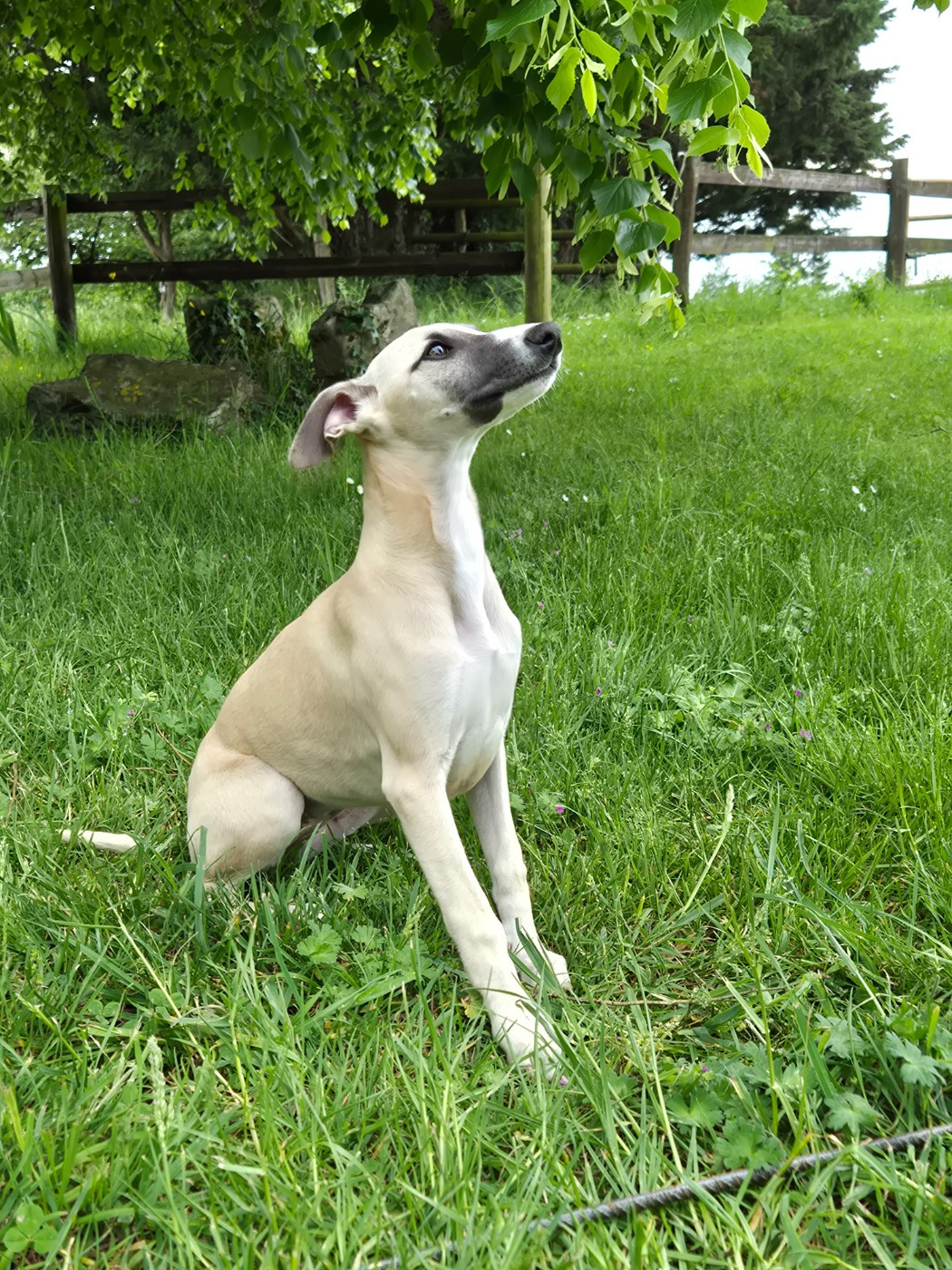 Du Domaine De Tinuchka - Chiots disponibles - Whippet