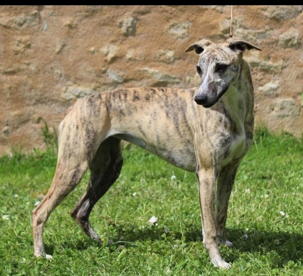 Du Domaine De Tinuchka - Chiots disponibles - Whippet