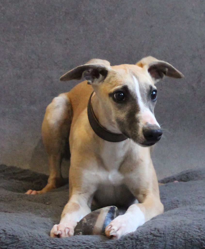 Du Domaine De Tinuchka - Chiots disponibles - Whippet